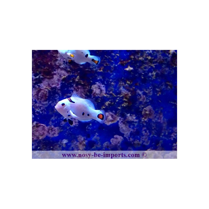 Amphiprion ocellaris Snow Storm