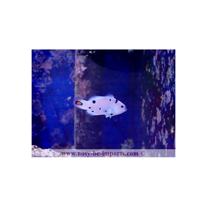 Amphiprion ocellaris Snow Storm