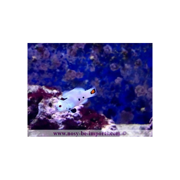 Amphiprion ocellaris Snow Storm