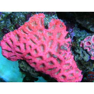 Acanthastrea lordhowensis