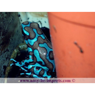 Dendrobates auratus Birkhahn bleue