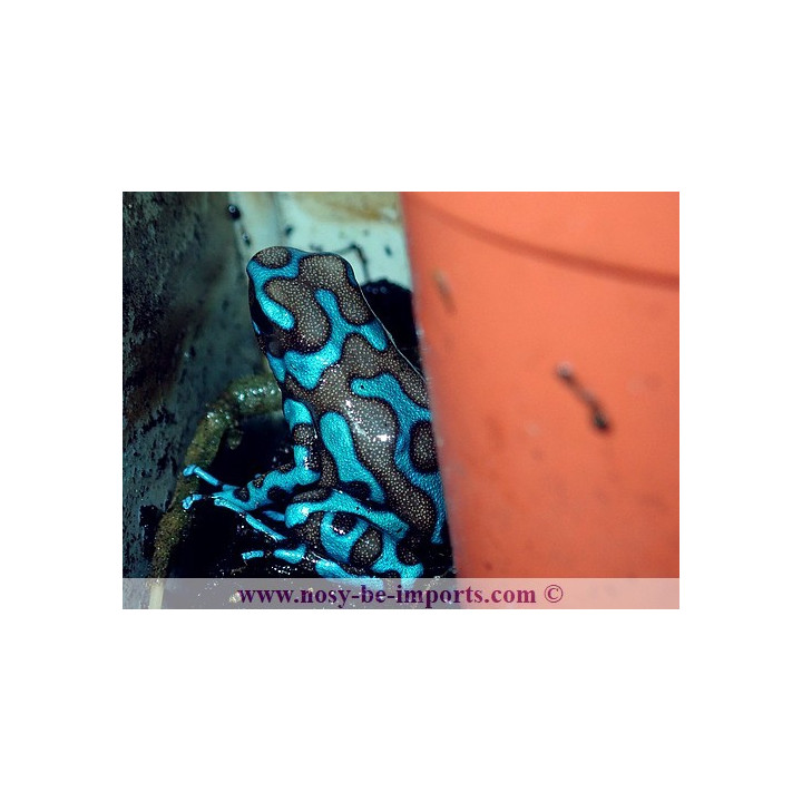 Dendrobates auratus Birkhahn bleue