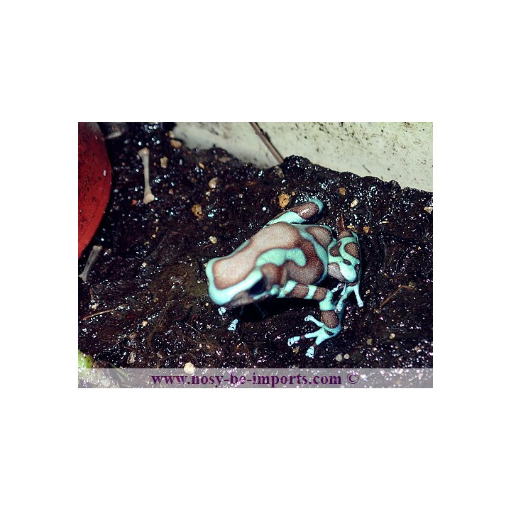 Dendrobates auratus Birkhahn