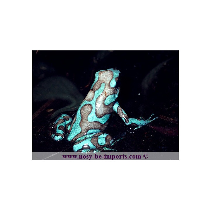 Dendrobates auratus Birkhahn
