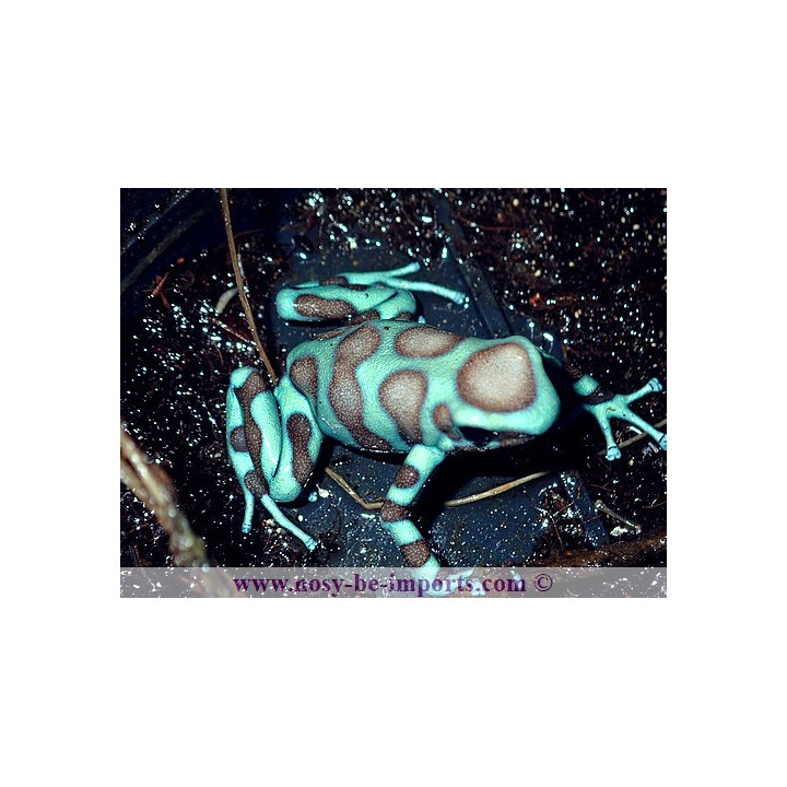 Dendrobates auratus Birkhahn