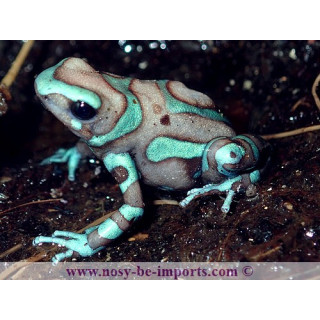 Dendrobates auratus Birkhahn