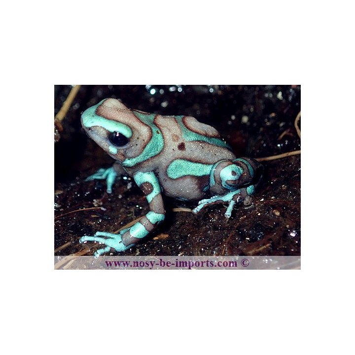 Dendrobates auratus Birkhahn