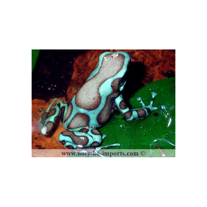 Dendrobates auratus Birkhahn