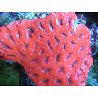 Acanthastrea lordhowensis