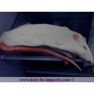 Rat congelé 90-140 grammes