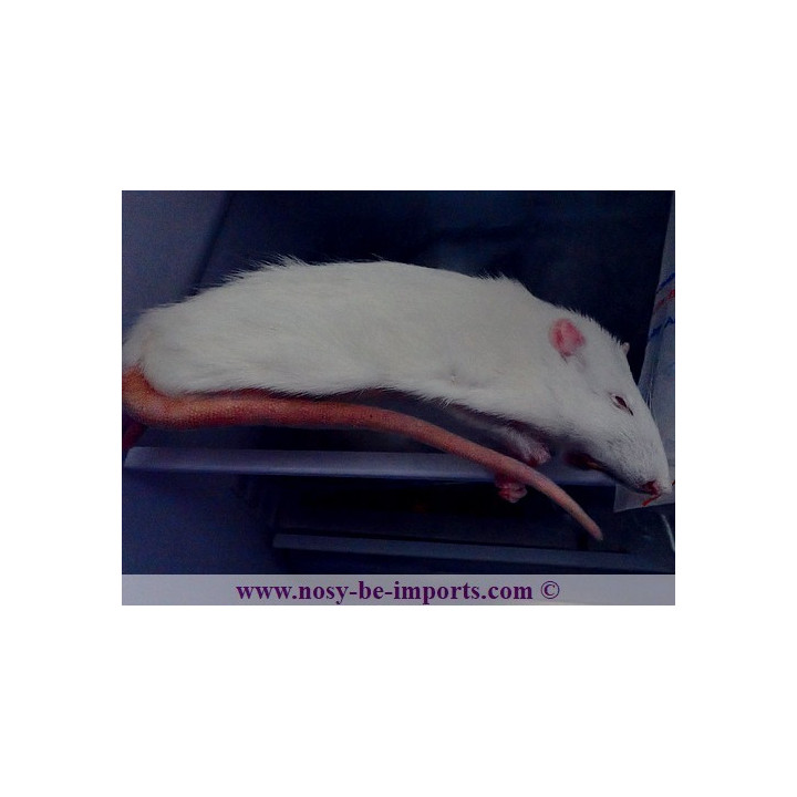 Rat congelé JUMBO + 350 grammes