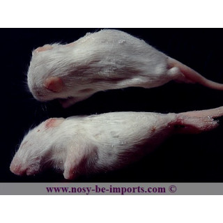 Souris "blanchon" congelée 4-6 grammes