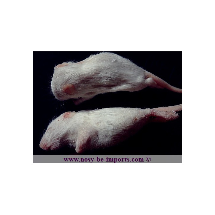 Souris "blanchon" congelée 4-6 grammes