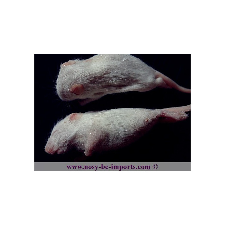 Souris "blanchon" congelée 4-6 grammes