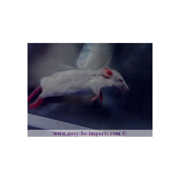 Souris adulte congelée 15-20 grammes