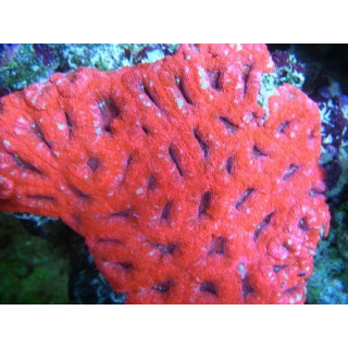 Acanthastrea lordhowensis