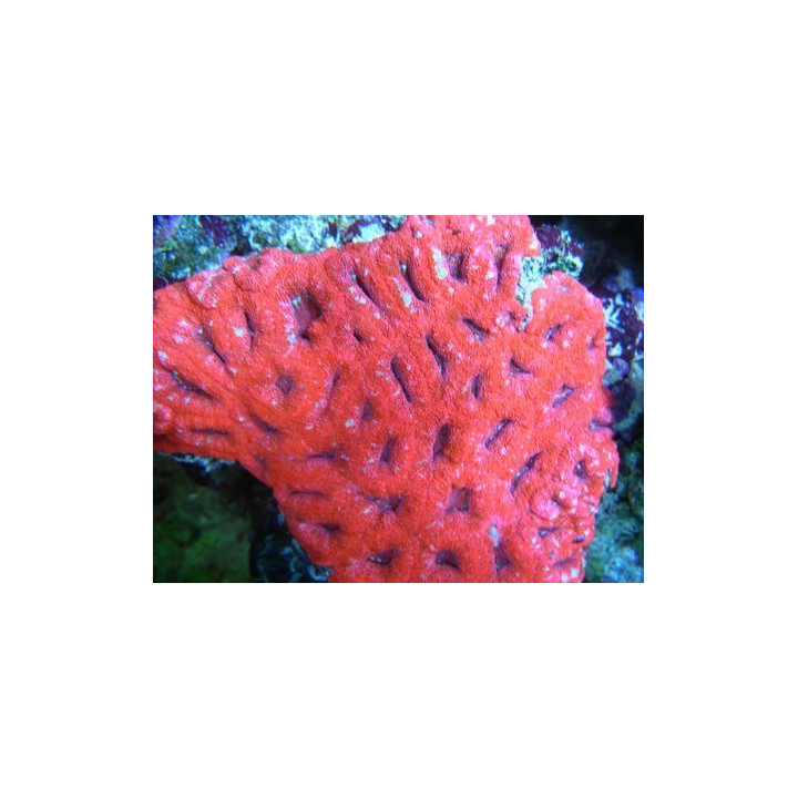 Acanthastrea lordhowensis