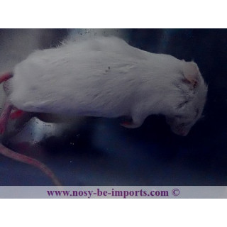 Souris congelée XXL 35-40 grammes