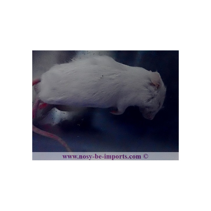 Souris congelée XXL 35-40 grammes