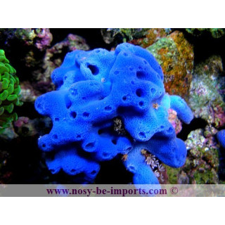Haliclona sp. bleue