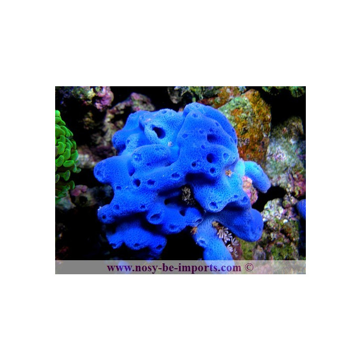 Haliclona sp. bleue