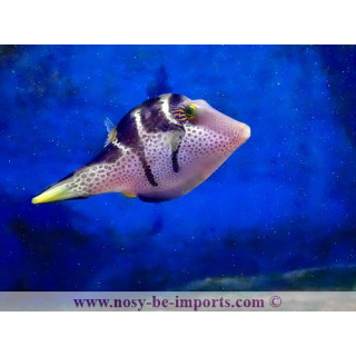Canthigaster valentini