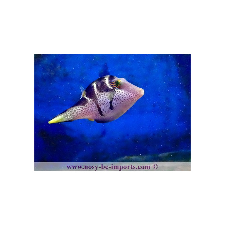 Canthigaster valentini