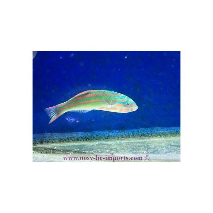 Thalassoma quinquevittatum