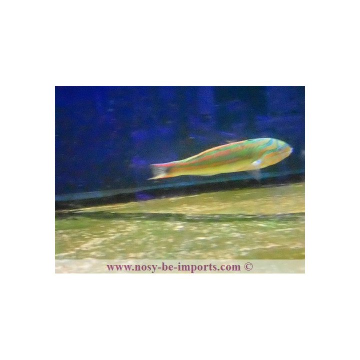 Thalassoma quinquevittatum