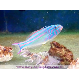 Thalassoma quinquevittatum