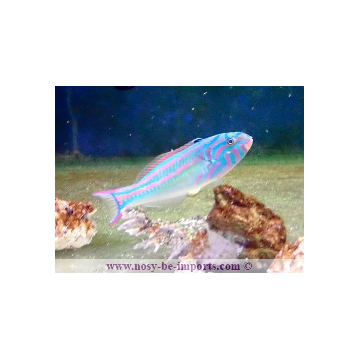 Thalassoma quinquevittatum