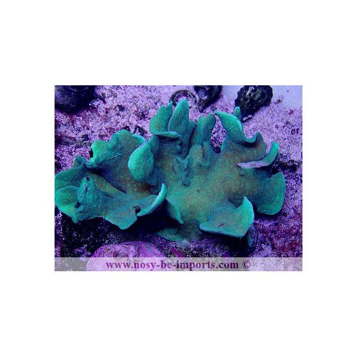 Pavona cactus