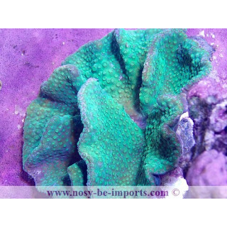 Pavona cactus