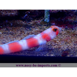 Amblyeleotris aurora