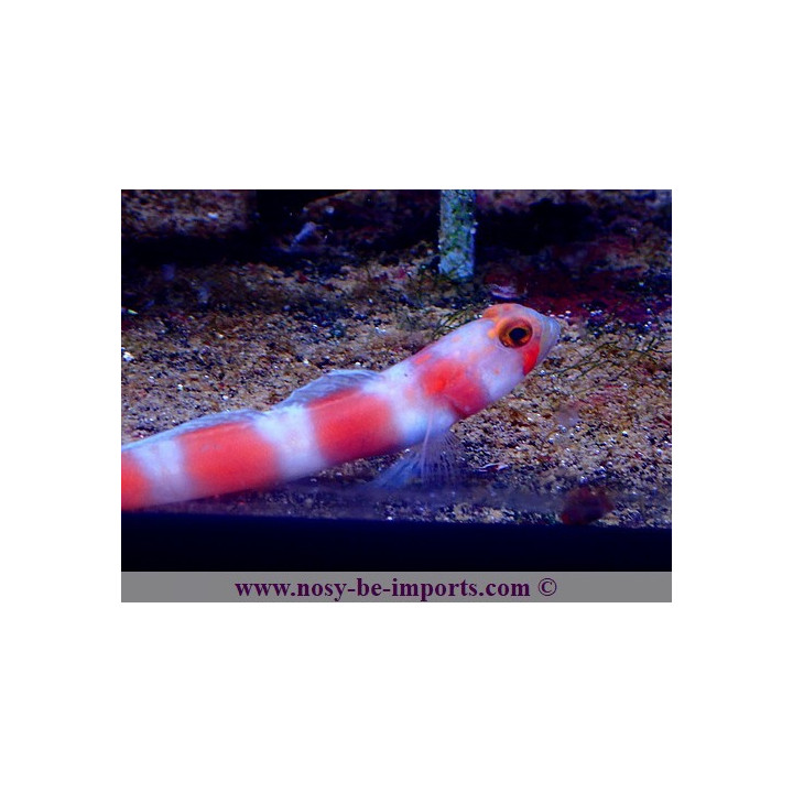 Amblyeleotris aurora