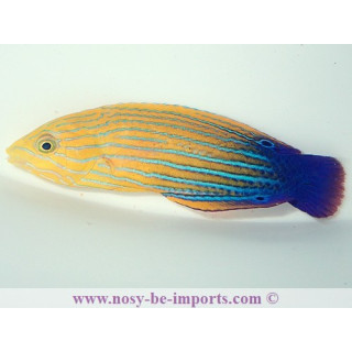 Anampses femininus