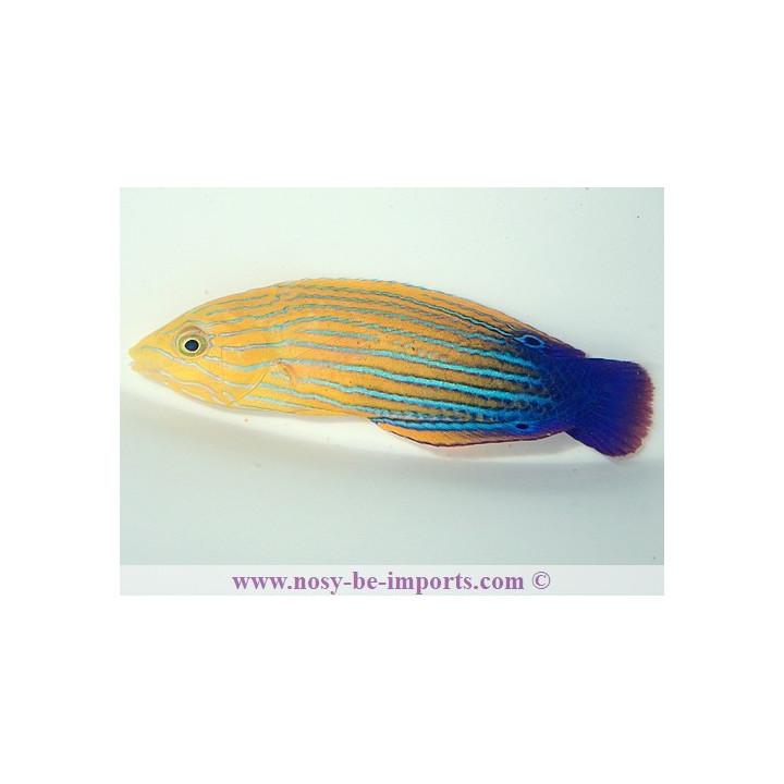 Anampses femininus