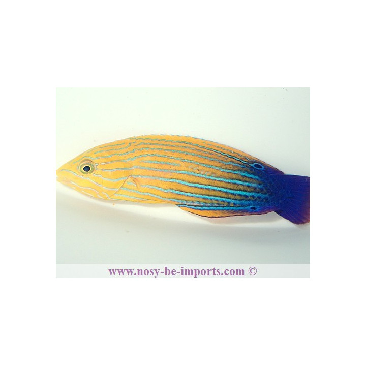 Anampses femininus