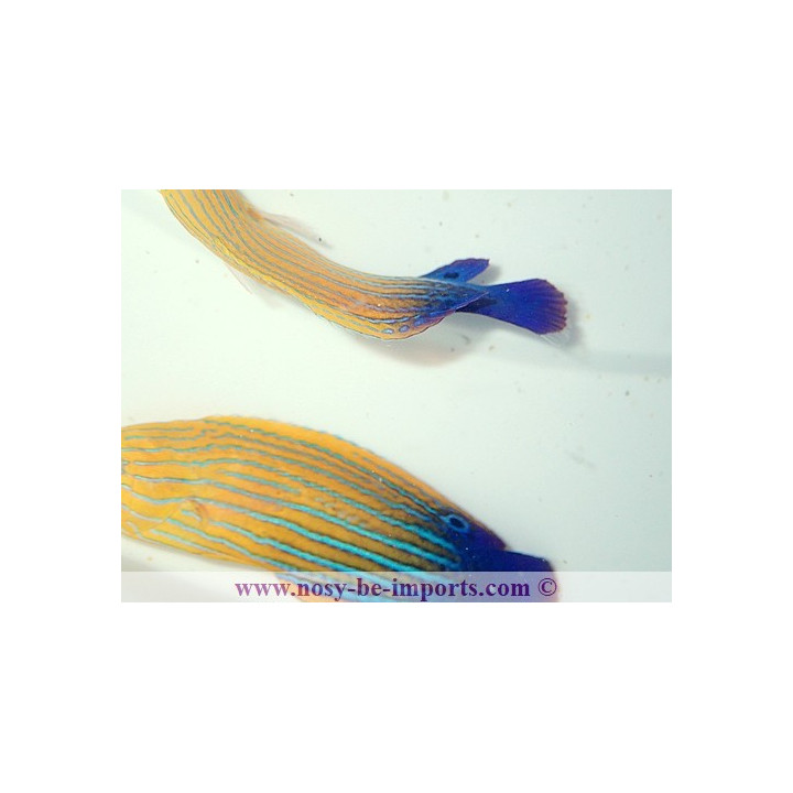 Anampses femininus