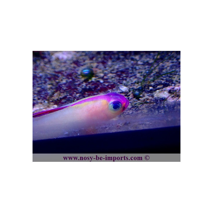Nemateleotris exquisita