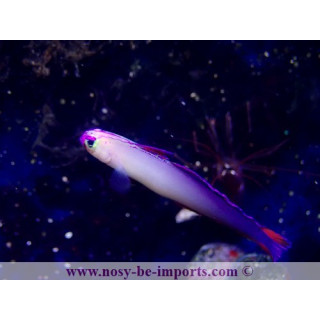 Nemateleotris exquisita