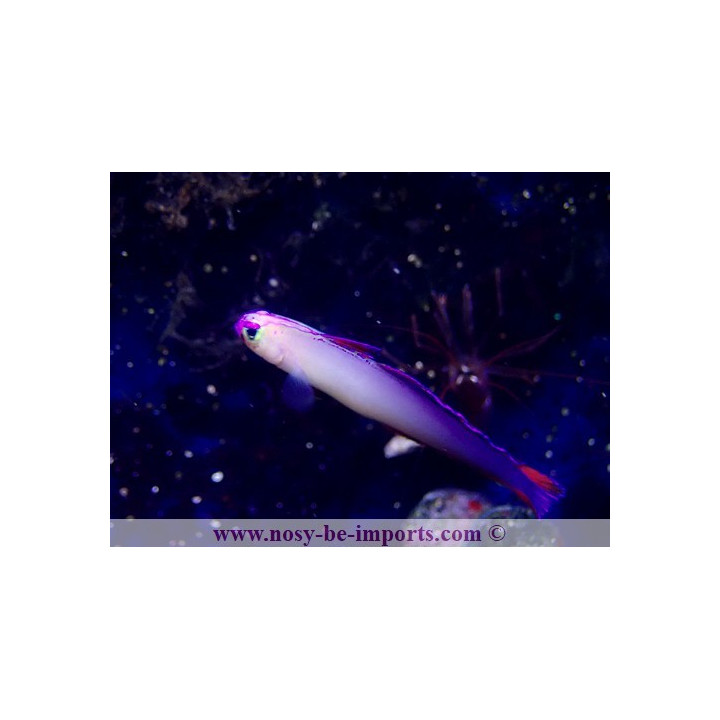 Nemateleotris exquisita