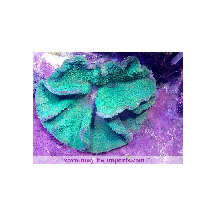 Turbinaria bifrons