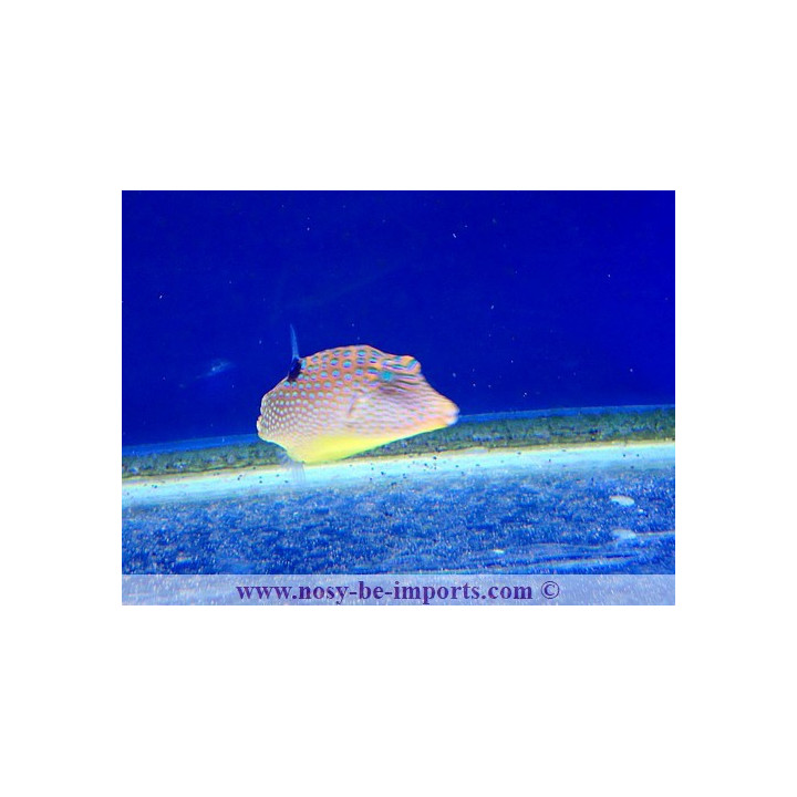 Canthigaster solandri Micronésie