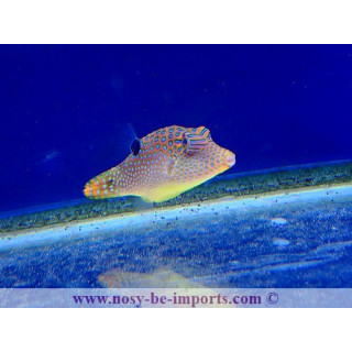 Canthigaster solandri Micronésie