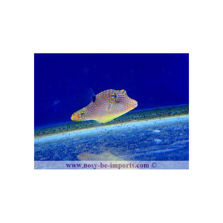 Canthigaster solandri Micronésie