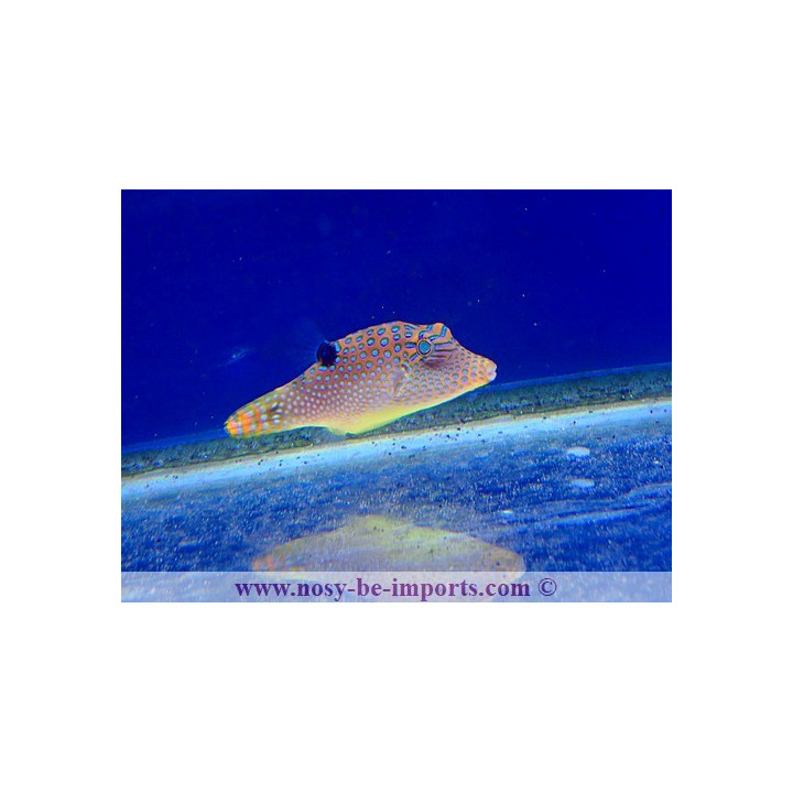 Canthigaster solandri Micronésie