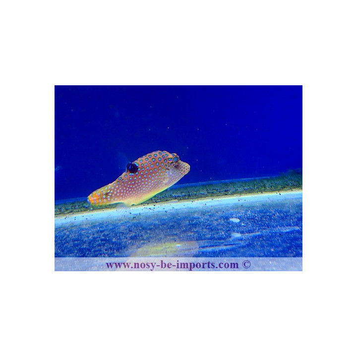 Canthigaster solandri Micronésie