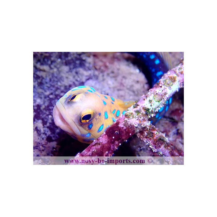 Opistognathus rosenblatti