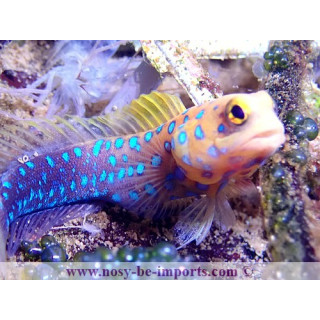 Opistognathus rosenblatti
